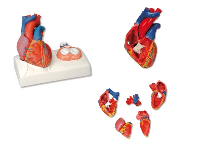 Herzmodell,5-teilig