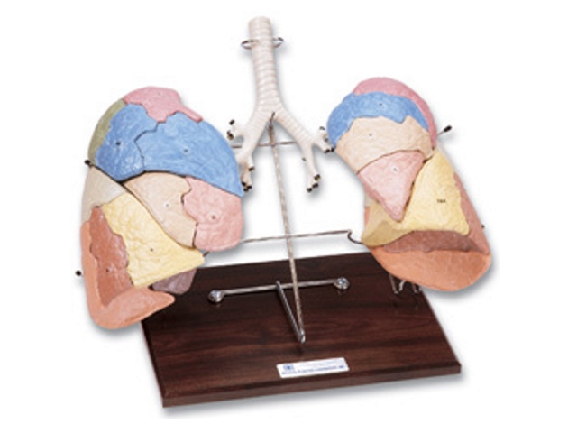 segmentierte Lungennachbildung